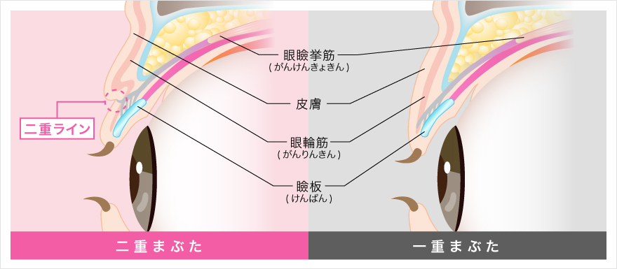 ぱっちり二重はマッサージで作れる 美容整形はtcb東京中央美容外科クリニック