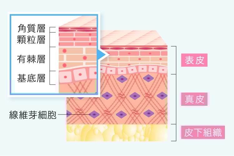 皮膚の断面図
