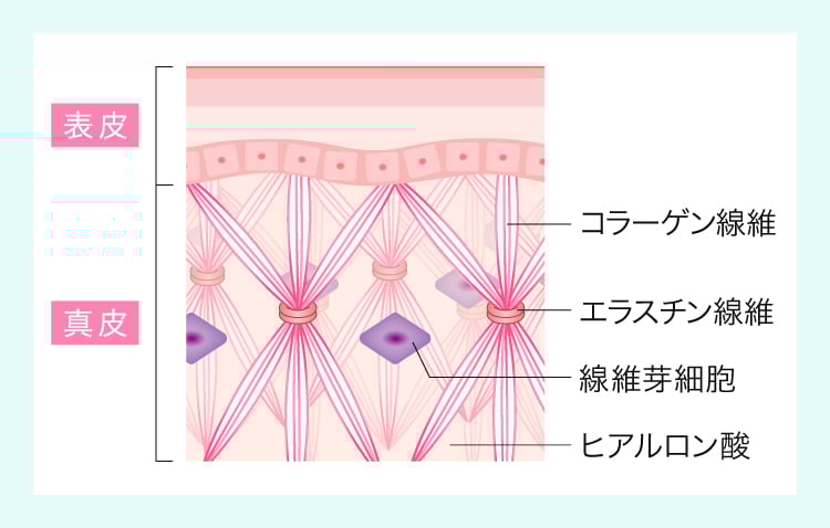 真皮の断面図
