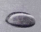 ピネハエルの粒子画像