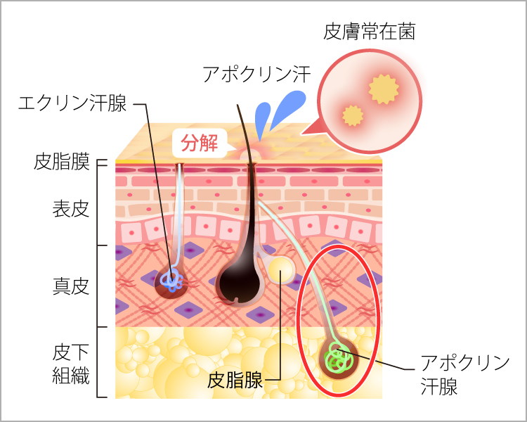 ワキガが発生する仕組み