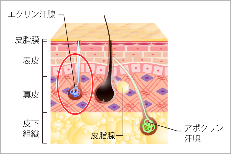 多汗症が発生する仕組み