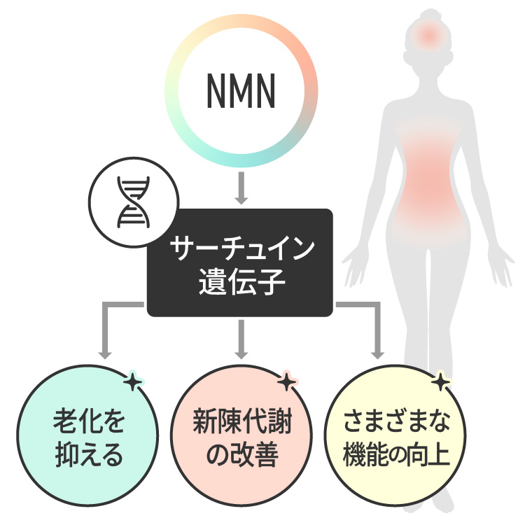 NMN点滴の効果を図解したイラスト