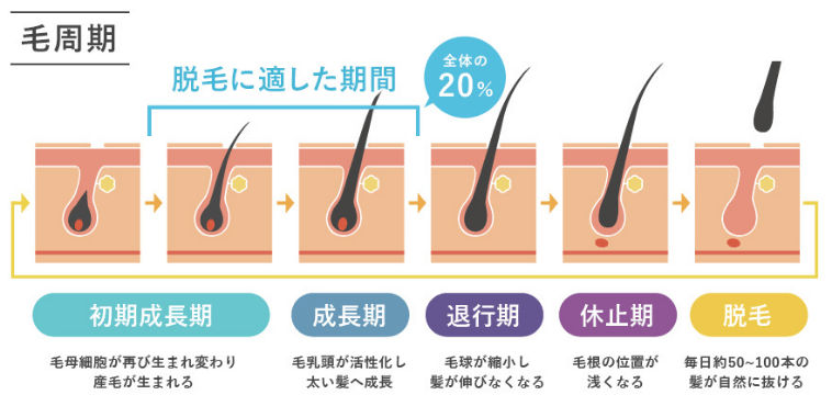 毛周期の図解