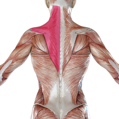 肩こりの筋肉、ボトックスの注射部位