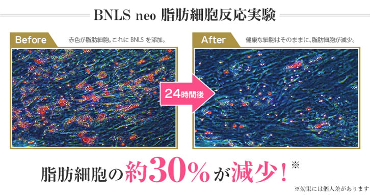 【BNLSneo】脂肪細胞反応実験