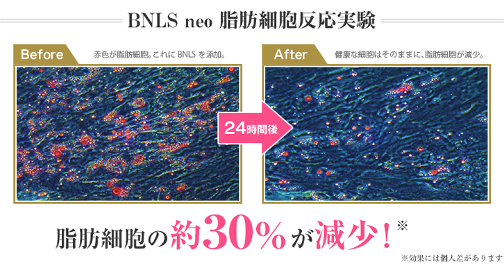 【BNLSneo】脂肪細胞反応実験