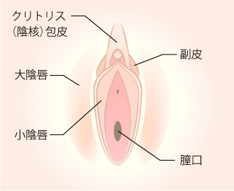 小陰唇縮小手術は 小陰唇 ビラビラ の肥大 黒ずみ 左右差を改善し美しく整えることができます 美容整形なら東京中央美容外科 Tcb公式