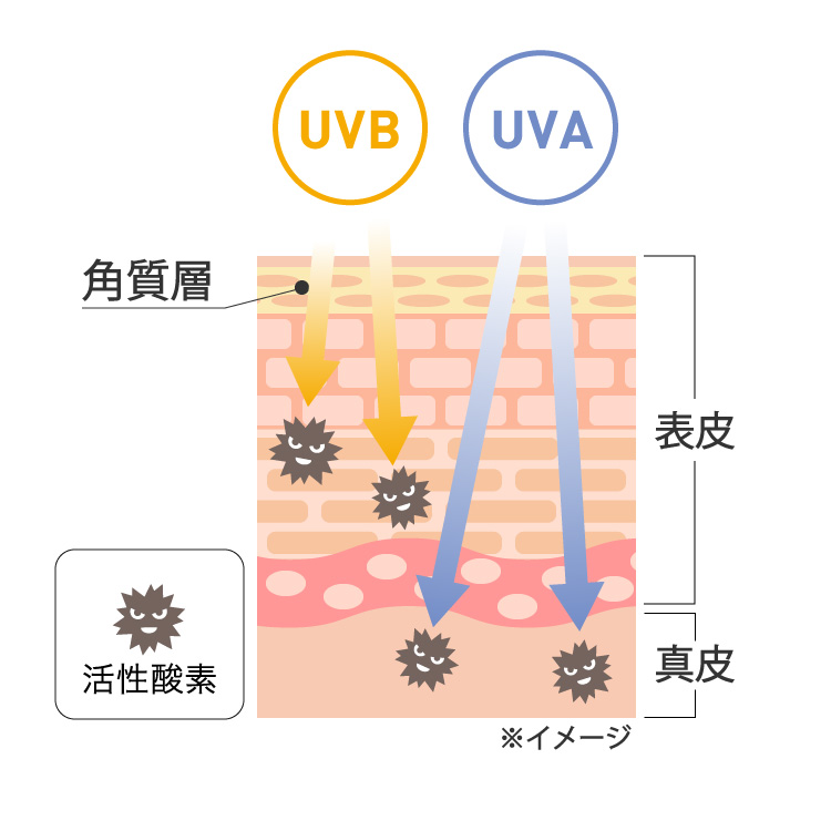 ソルプロプリュスホワイトで紫外線・光老化対策