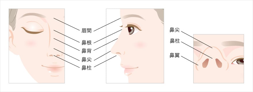 鼻の部位の名称