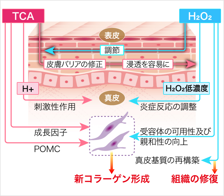 PRX-T33の作用イメージ